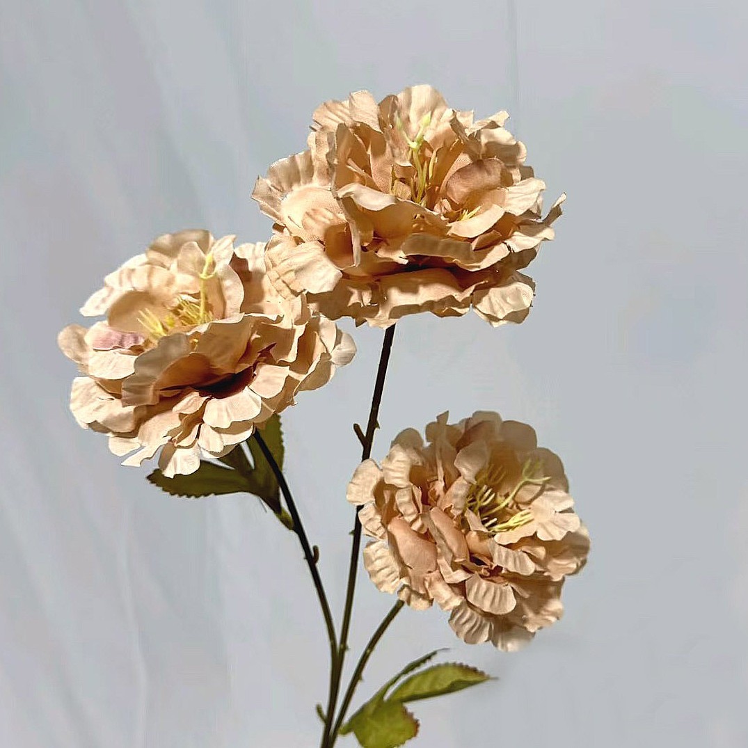 3 fleurs d'edelweiss