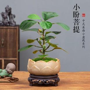 Bonsai Bodhi Is Emotionally Stable and Easy to Maintain. Desktop Mini Small Indoor Office with Fruit and Small Green Plants Potted Plants