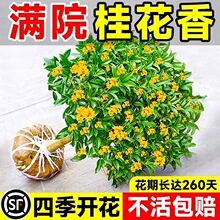 �𻨘����ļ������Կ�ʳ�õ����𻨴��ͥԺ�ļ��_���ܝ����l