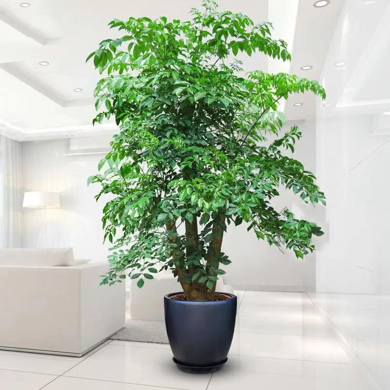 Happy Tree, Money Tree, Green Treasure, Indoor Large Green Plant Potted Plant, Lucky Tree, Good Cultivation Product Combination Potted Plant, Four-Season Green
