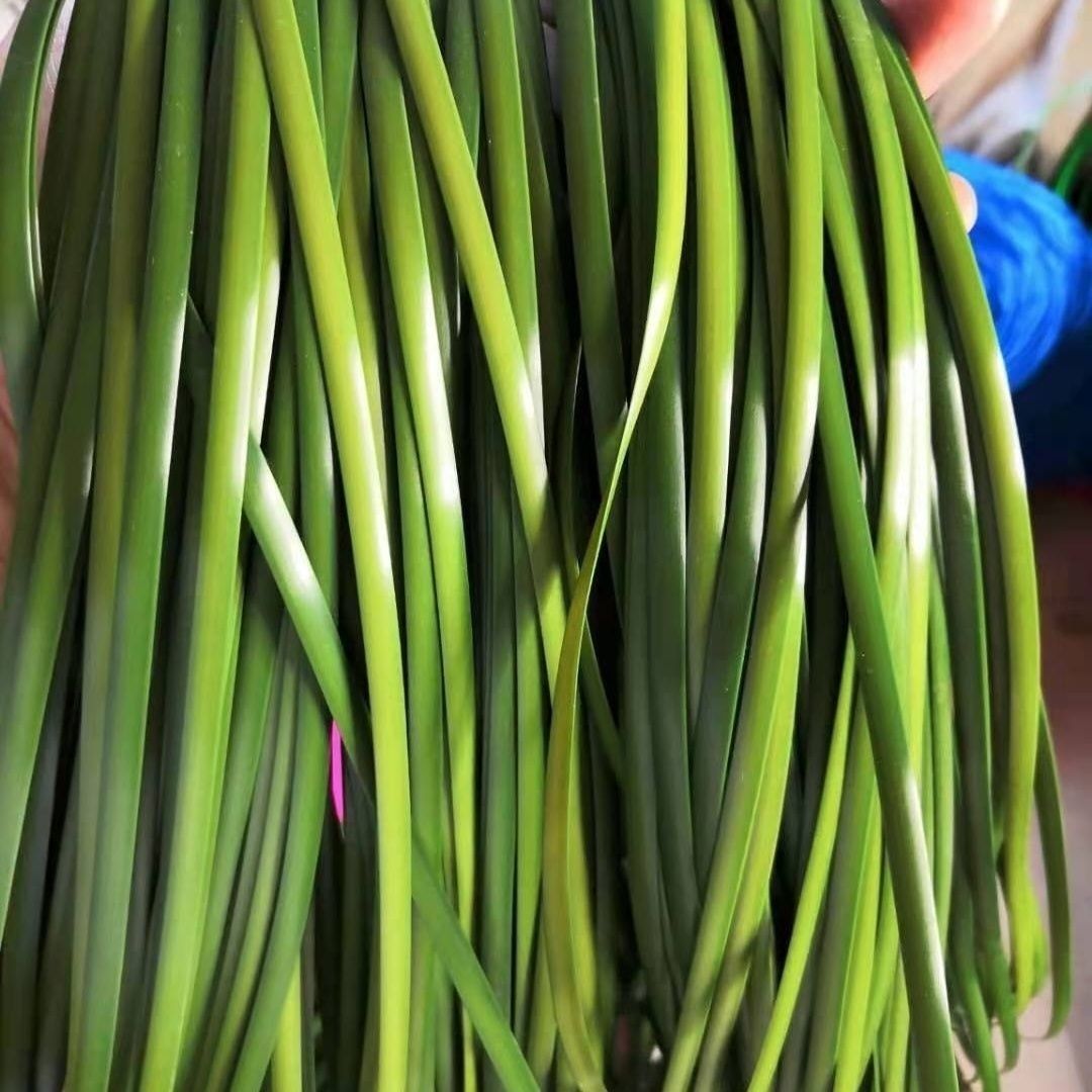 그라데이션 그린