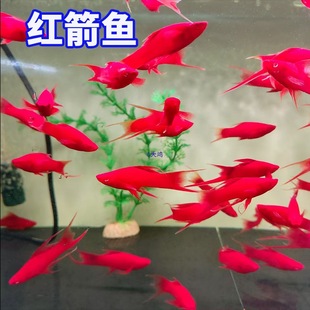 �t���~�Ꭷ��ˮ�^�p�~С����β�pβ�Pβ�����tɫ�~̥���~����B��