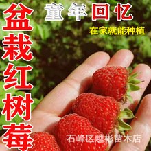 盆栽红树莓种子可食用水果盆栽树莓种野草莓树种子庭院阳台野生果