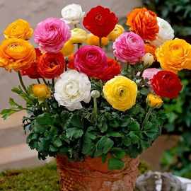 正品进口重瓣花毛茛种球根洋桔梗芹叶牡丹花苗阳台盆栽浓香花卉