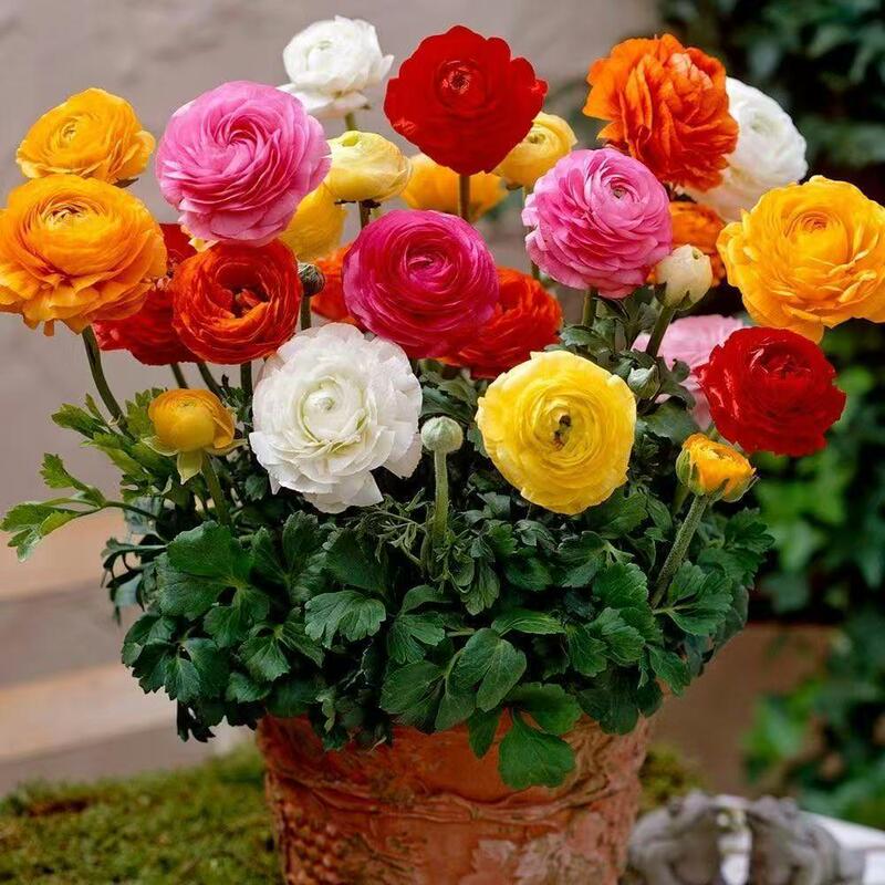 Authentic Imported Double-Flowered Buttercup Bulbs, Lisianthus, Celery-Leaf Peony Flower Seedlings, Balcony Potted Fragrant Florals