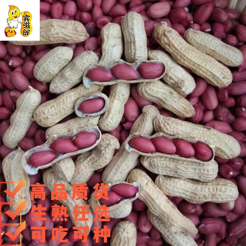 今年新货生和熟多规格可选红皮花生米四粒红花生果带壳红皮花生种