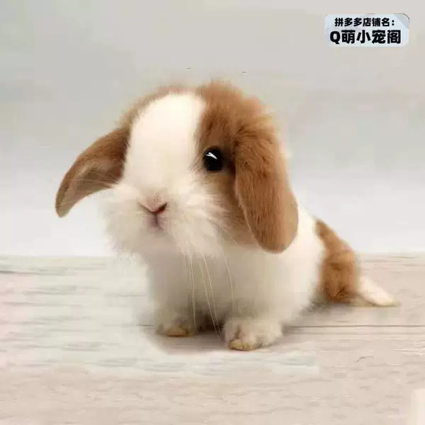 Yellow and white. Dodge. Lop rabbit