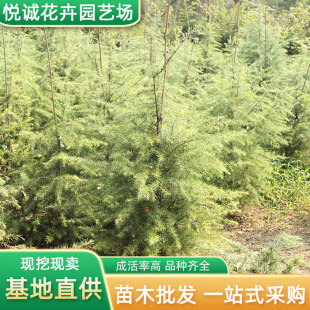 Cedar Seedlings Line the Road, Decorated with Ornamental Color Block Hedge Plants, Four-Season Evergreen Potted Evergreen Cedar Trees