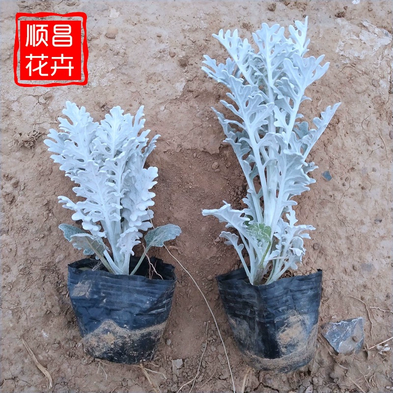 Серебряный лист хризантемы Парк листва растения Снежный лист хризантемы саженцы муниципального озеленения Серебряный лист хризантемы Кубок саженцы