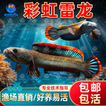 南鳢雷龙鱼观赏鱼冷水鱼红尾龙鱼凶猛七彩雷龙淡水活体彩虹雷龙鱼