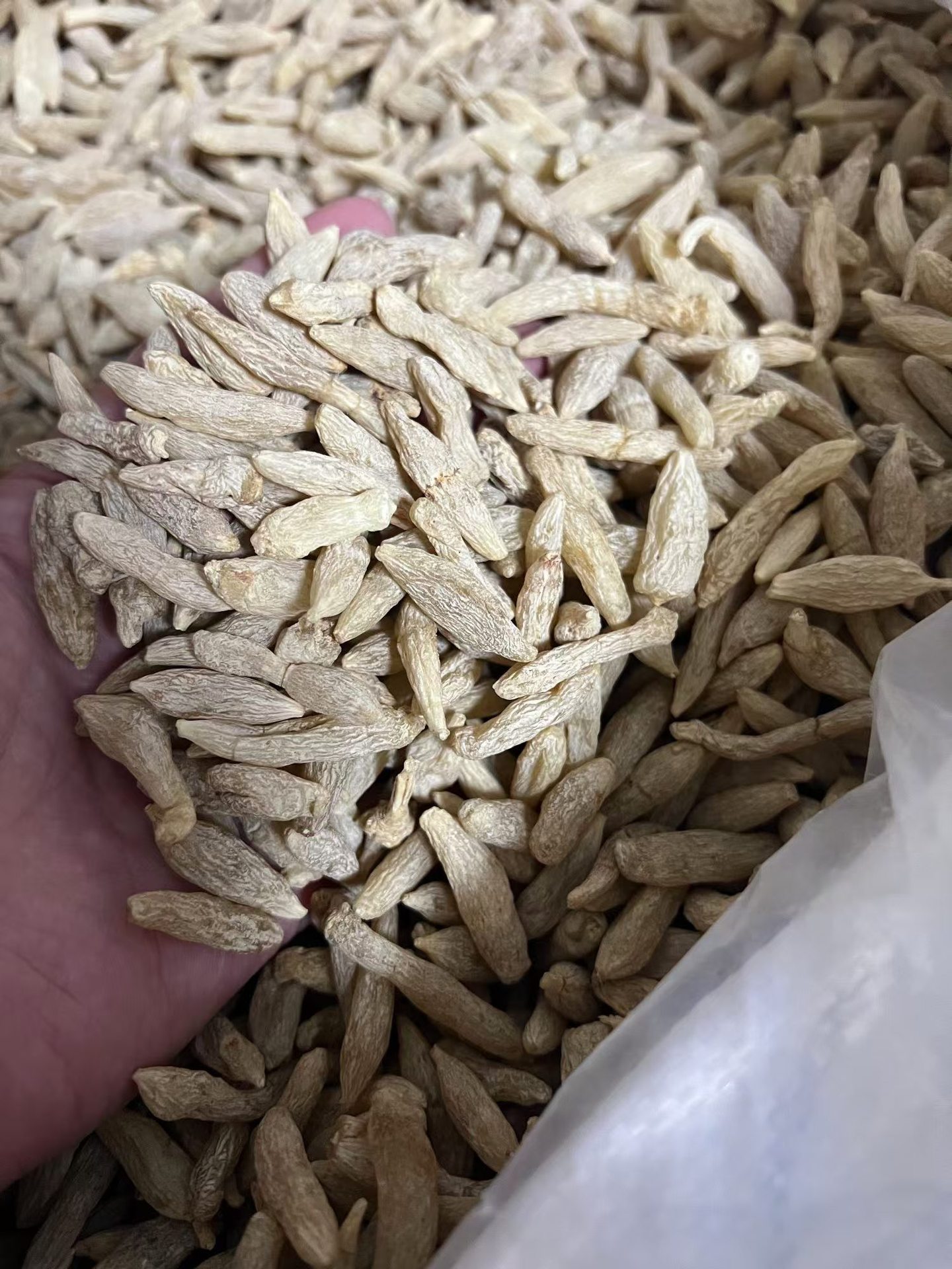 Sichuan Dwarf Lilyturf Root Ophiopogon Japonicus Dried Mai Dong for Soup and Tea 250g in use