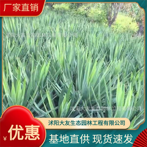 Сизалевая база оптом сорта саженцев сизаля собственного производства, полный проект ландшафтного дизайна, Зеленые саженцы