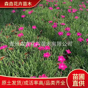 Dianthus Plug Seedlings Dianthus Cup Seedlings Potted Courtyard Greening Cold-Resistant Evergreen Lawn Perennial Root Seedlings