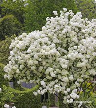 四季耐寒乔木绣球花 中华木绣球大花斗球 阳台绿植盆栽庭院地栽