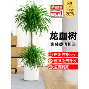 ��Ѫ�����ԾGֲ�҃ȴ��Ϳ͏d���辰�滨���F��횘��k�������ֲ��