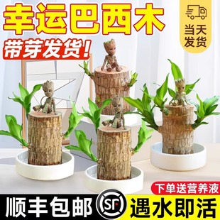 ����ľ���Ը�����С����ˮ�����\ľ�_���Gֲ�҃�ˮ�Bֲ�������辰