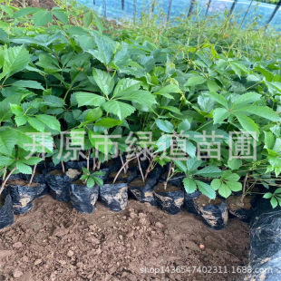 Five-Leaf Brocade Container Cup Seedlings Climbing Vine Plant Three-Leaf Brocade Seedlings Liaoning Ivy Sowing Saplings