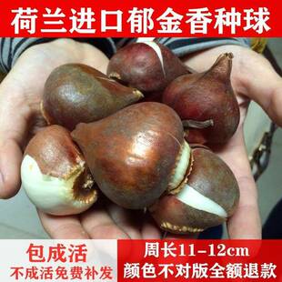 Dutch Imported Tulip Bulbs, Large Double-Flowered Potted Hydroponic Plants for Indoor and Outdoor Use, with Seeds and Buds