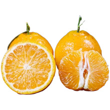 四川黄果柑新鲜水果当季柑桔整件包邮产地直发高原丑橘一件代发