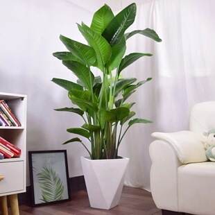 Bird of Paradise Potted Plants in the Living Room and Office, Large Green Plants, Four-Season Florals, Large-Leaf Plants, New House, Home Formaldehyde Absorption