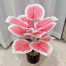 �羳��Ʒ����Gֲ�����~���W�L����辰�Ҿӿ͏d�b�c��ɫ�ٻ�