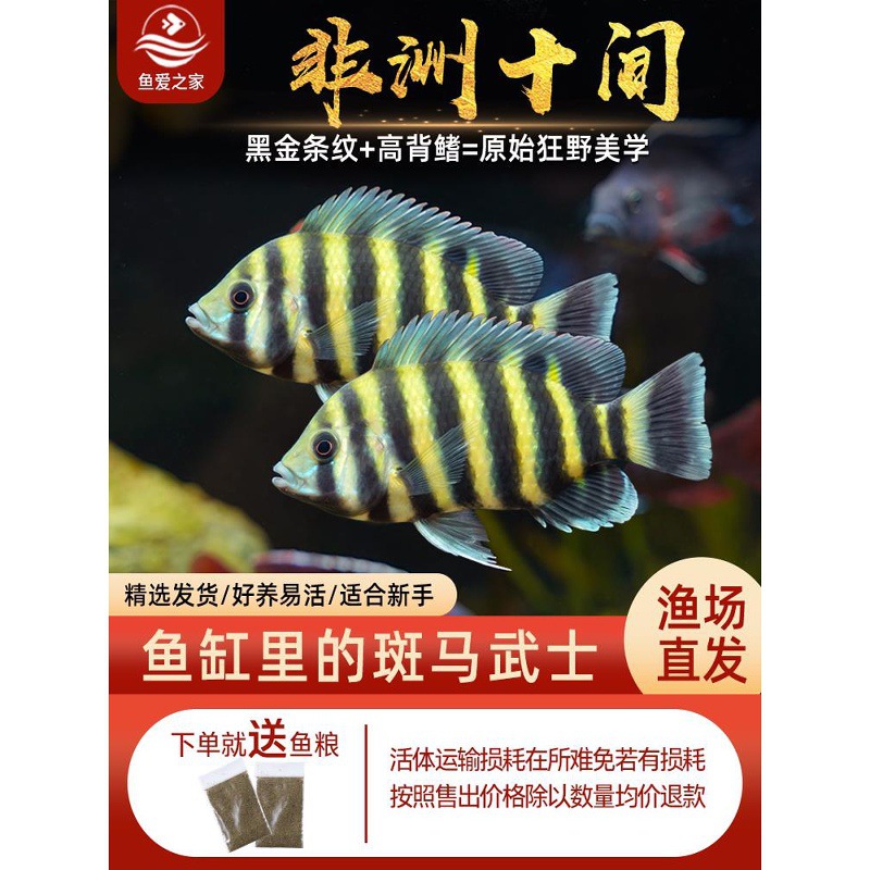 十间鱼非洲虎鱼热带观赏鱼活体鱼大型淡水鱼三湖慈鲷渔场直发包邮