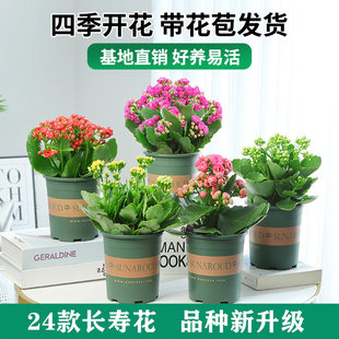 Kalanchoe Potted Double-Petaled Golden Fox Large Flower with Buds and Seedlings, a Flower Plant That Blooms Indoors in All Seasons and Is Easy to Grow