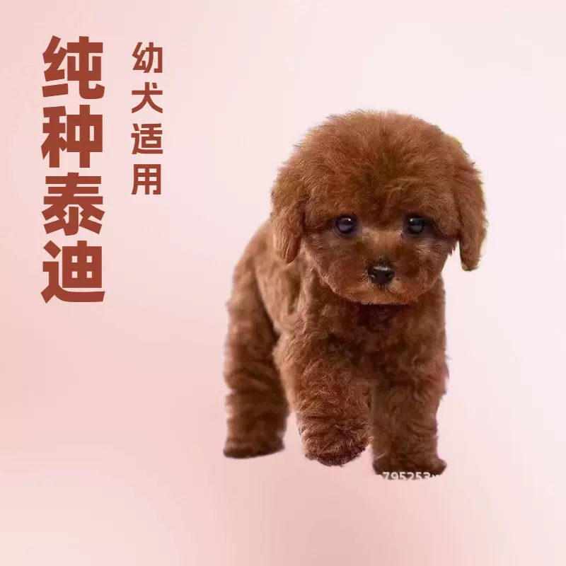 纯种泰迪幼犬活体长不大茶杯犬泰迪犬幼崽活物家养泰迪小狗