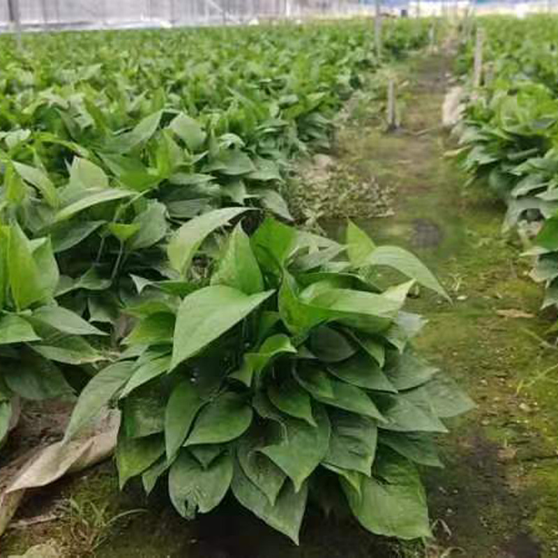 180大绿萝盆栽植物花卉室内绿植吸甲醛水培吊兰净化空气绿箩基地