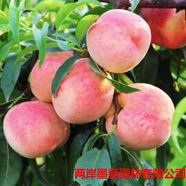 桃树果苗嫁接桃树苗水蜜桃树苗黄桃树苗当年结果南方北方种植树苗