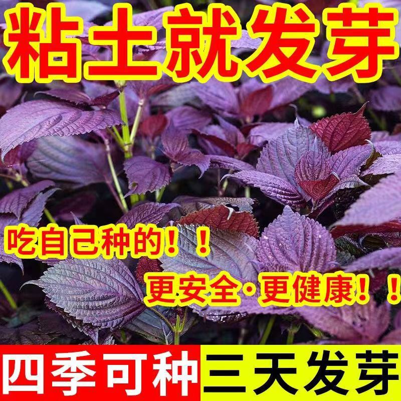 Double-Color Perilla Seeds, Double-Color Perilla Seeds, Edible Perilla Leaves, Perilla Seeds, Farm Vegetable Seeds