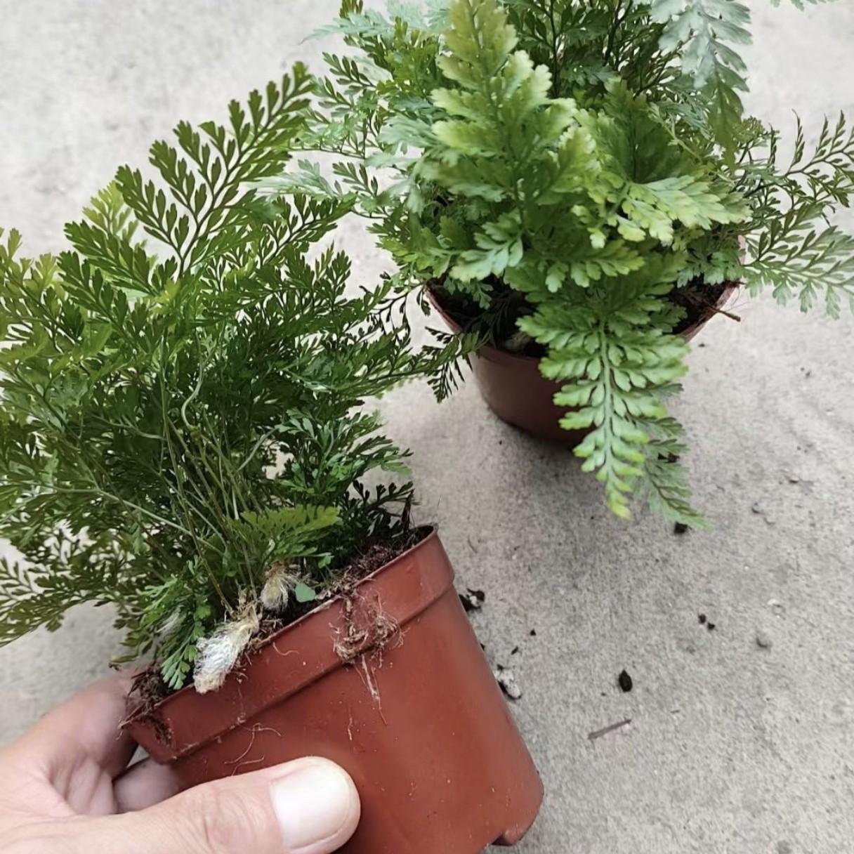 90杯狼尾蕨盆栽网红绿植盆栽蕨类造型微景观