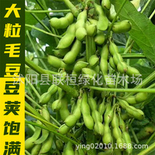 rʳëNGʯvë紺ëѾGI˶