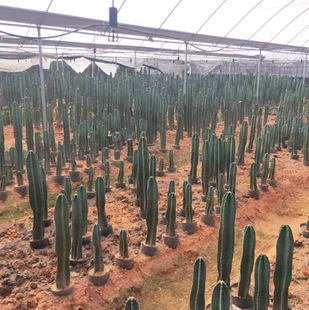 ������ ����� ������ �o����݆�� �҃�����ֲ�� ����ݗ�� ��܊��