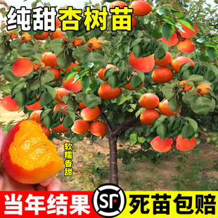 �Ә���޽���������������������Ե��Թ����箔��Y���ϱ����Nֲ