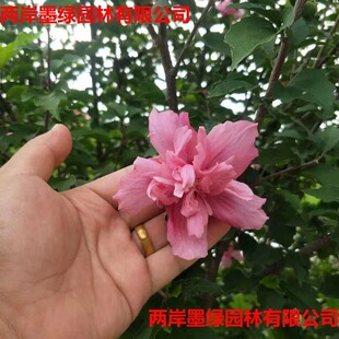 ͥԺ�ֵ���·�^��ֲ�ﻨ���ذ�ľ�� �@�־G����ľ����ľ�Ș���