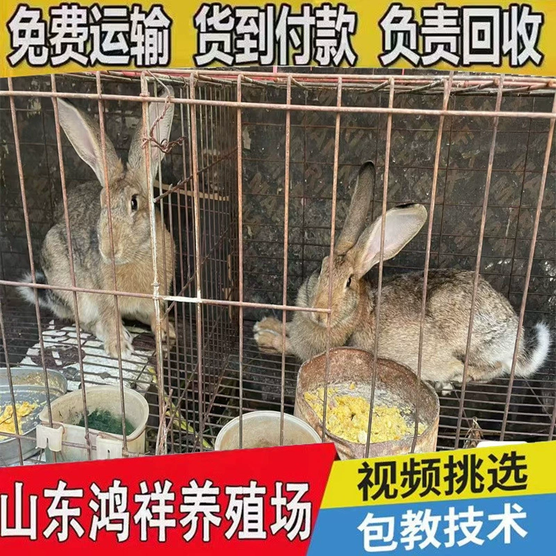 Самостоятельное выращивание и продажа рассады бельгийских кроликов из Шаньдуна по выгодным ценам. Живые рассады бельгийских кроликов с доставкой в Россию.
