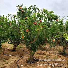 江苏造型石榴树桩树木 庭院红花石榴树桩树盆景绿化果树 苗圃量大