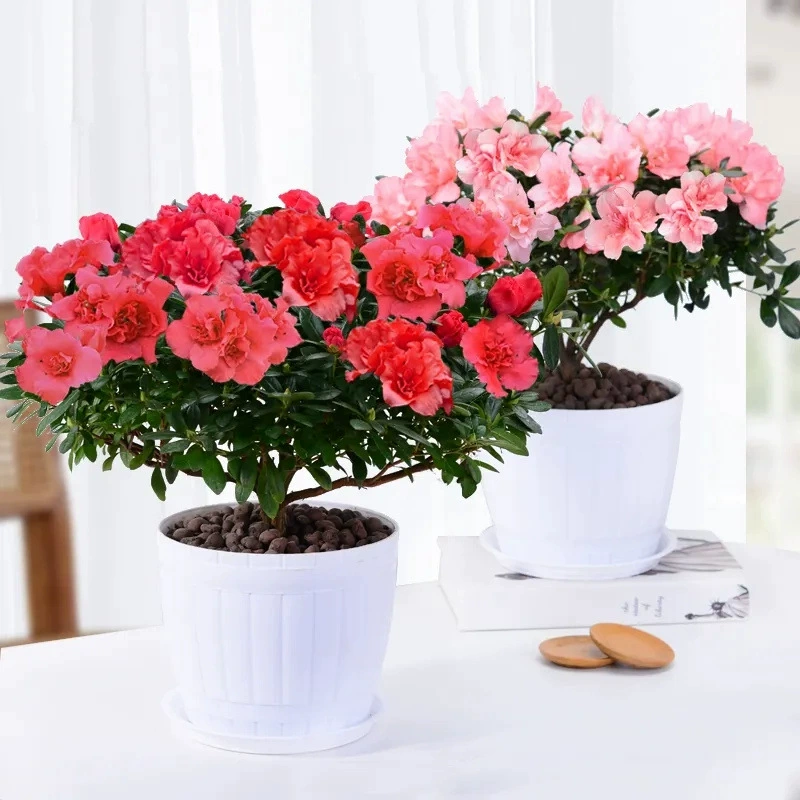 Четыре сезона Рододендрон Горшечные растения с почками Большой красный Рододендрон Саженцы Старый ворс Хорошее цветочное растение Комнатное цветение