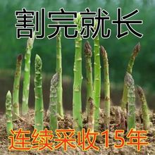 �J�S�N���ļ��Nֲ�߲��M�ھG�J�S�N�ѿ����ͺ��ߠI�B�߲˷N��