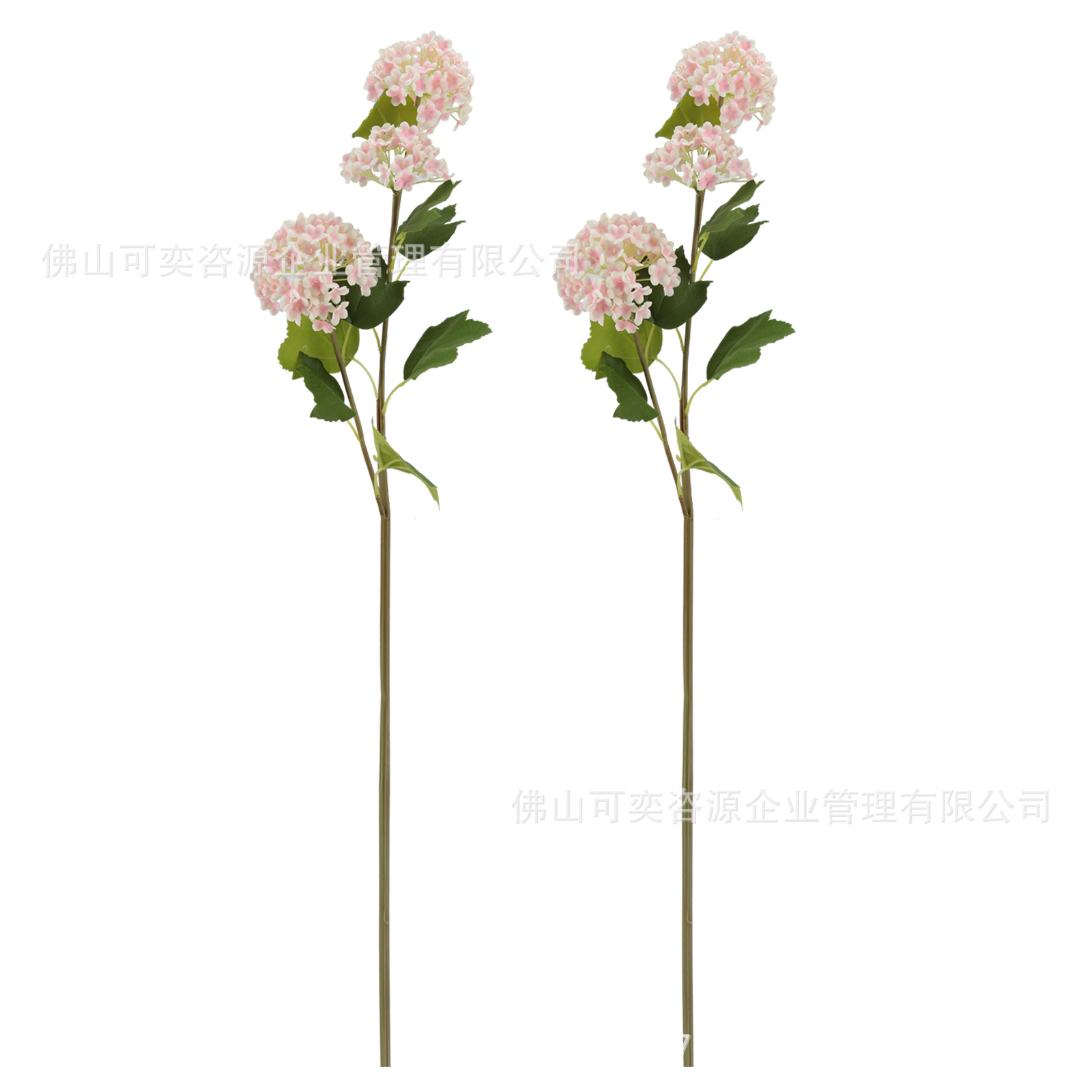 분홍색