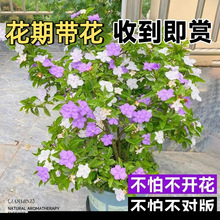 �pɫ���������Ϙ������Ǫ��U������Gֲ�߼��п͏d�x��������