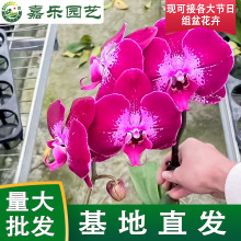 A级蝴蝶兰黑天鹅花开富贵带花剑带花苞室内大苗单剑兰花基地直销