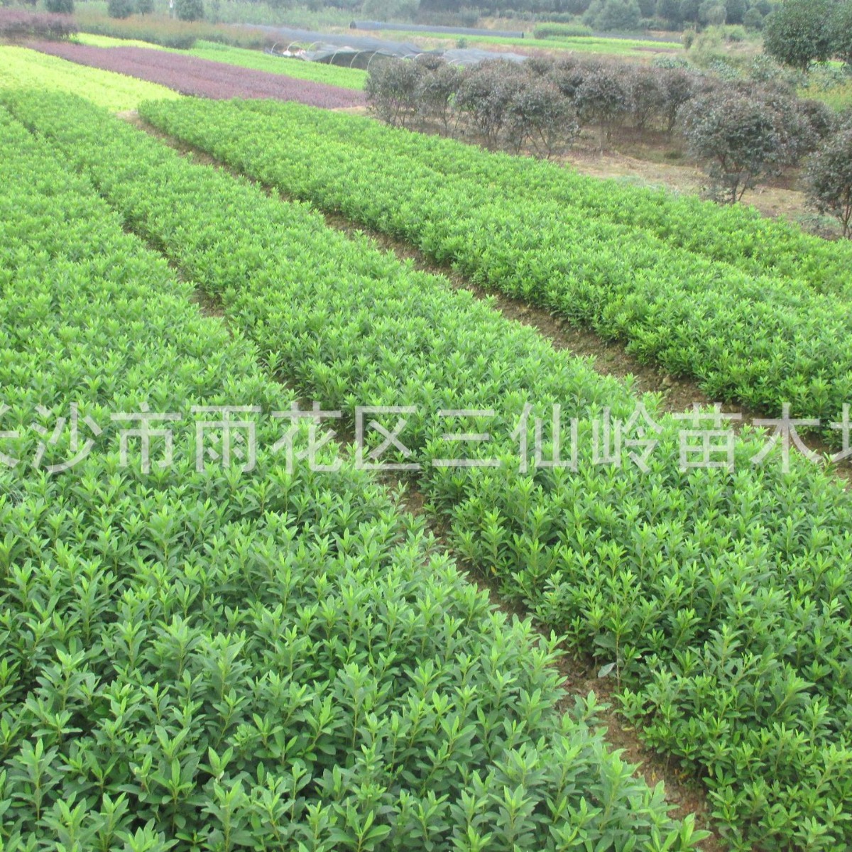 常绿灌木毛杜鹃球直销冠幅30-60-80-100-120-150春杜鹃价格