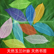 玉兰叶脉叶书签植物树叶干花标本古典中国风学生用小礼物