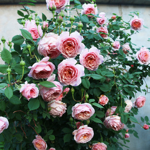 ����Ī��˹��������õ���¼������ٱ��Nޱ�̨ͥԺ�ļ������ش�