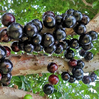 嘉宝果树苗树葡萄苗正宗台湾树葡萄沙巴四季盆栽南北种植当年结果