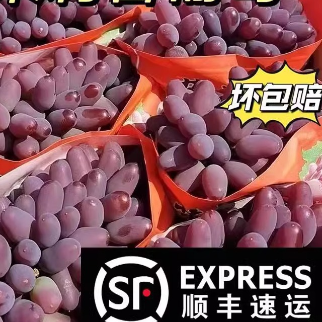 [SF Express Free Shipping] Authentic Northeast Jasmine Fragrance Grape Seedless Tulip Grape Fresh Picked Same Day Shipment Pregnancy-safe Grade