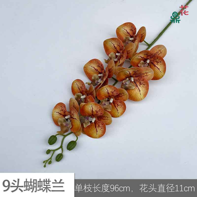 9 phalaenopsis GFG #29 빨간색 패턴 오렌지