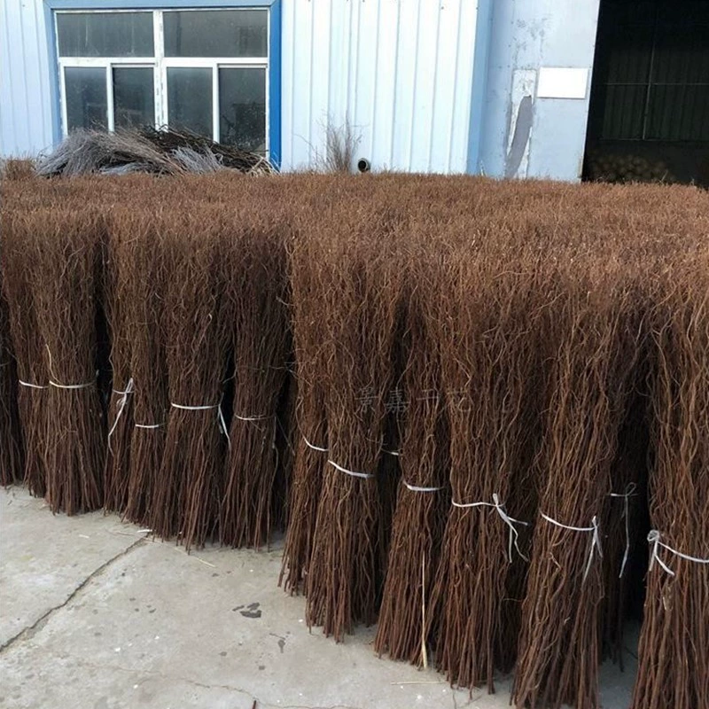Longliu Dry Branch landscaping Snow Willow Dry Branch flower arrangement decorations natural branch decoration Longliu Dry Branch landscaping Snow Willow Dry Branch flower arrangement decorations natural branch decoration
